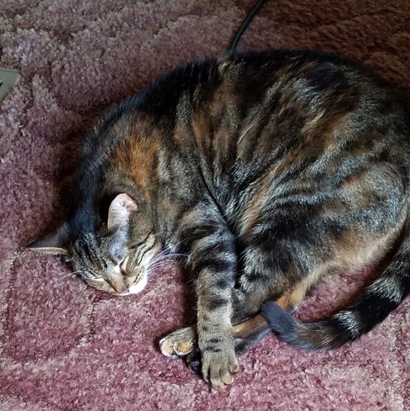 Meet your Posher, Lorri - Picture 5 of 6